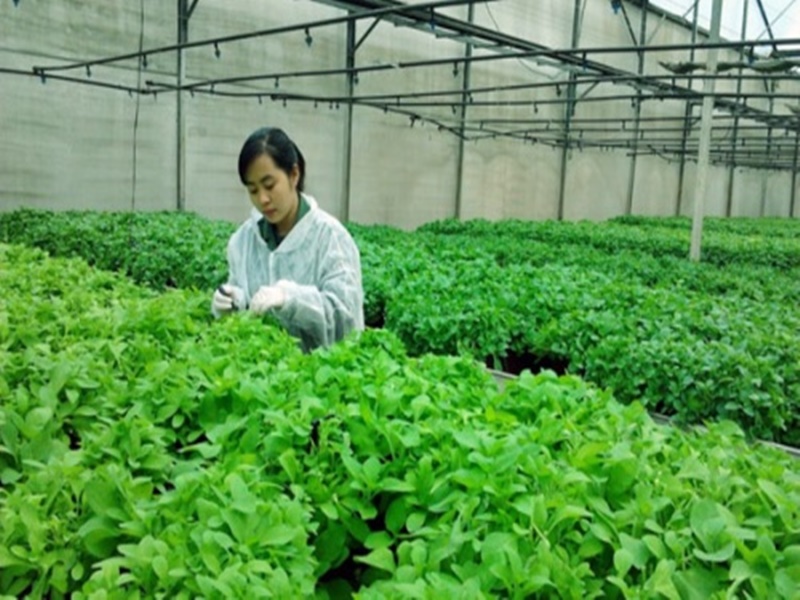 Ngành kỹ sư nông nghiệp thi khối nào? Ra trường làm gì?