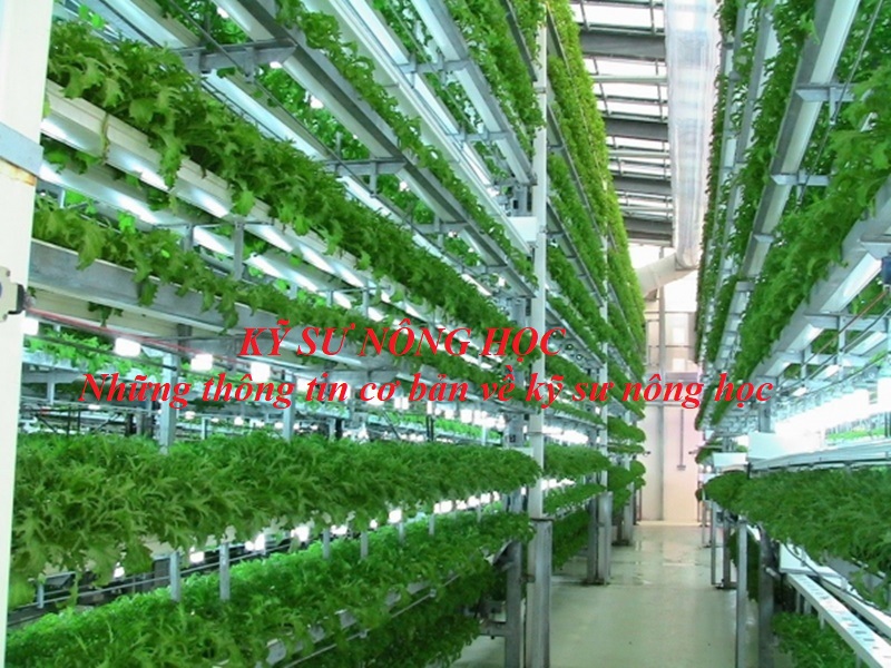 Những điều bạn cần nắm rõ về kỹ sư nông học không phải ai cũng biết